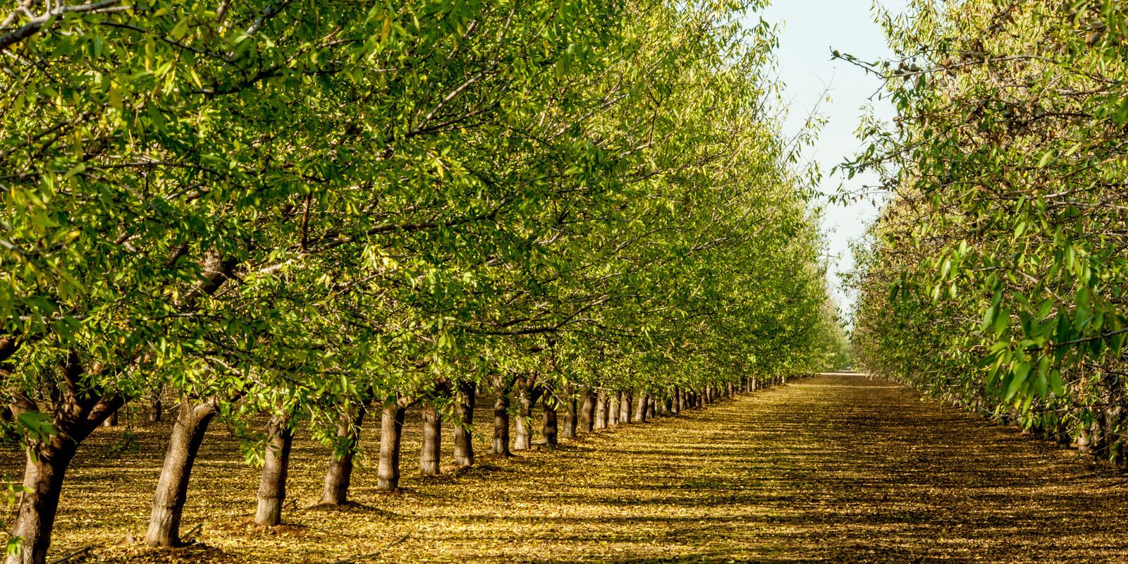Almond orchard, Central Valley, California